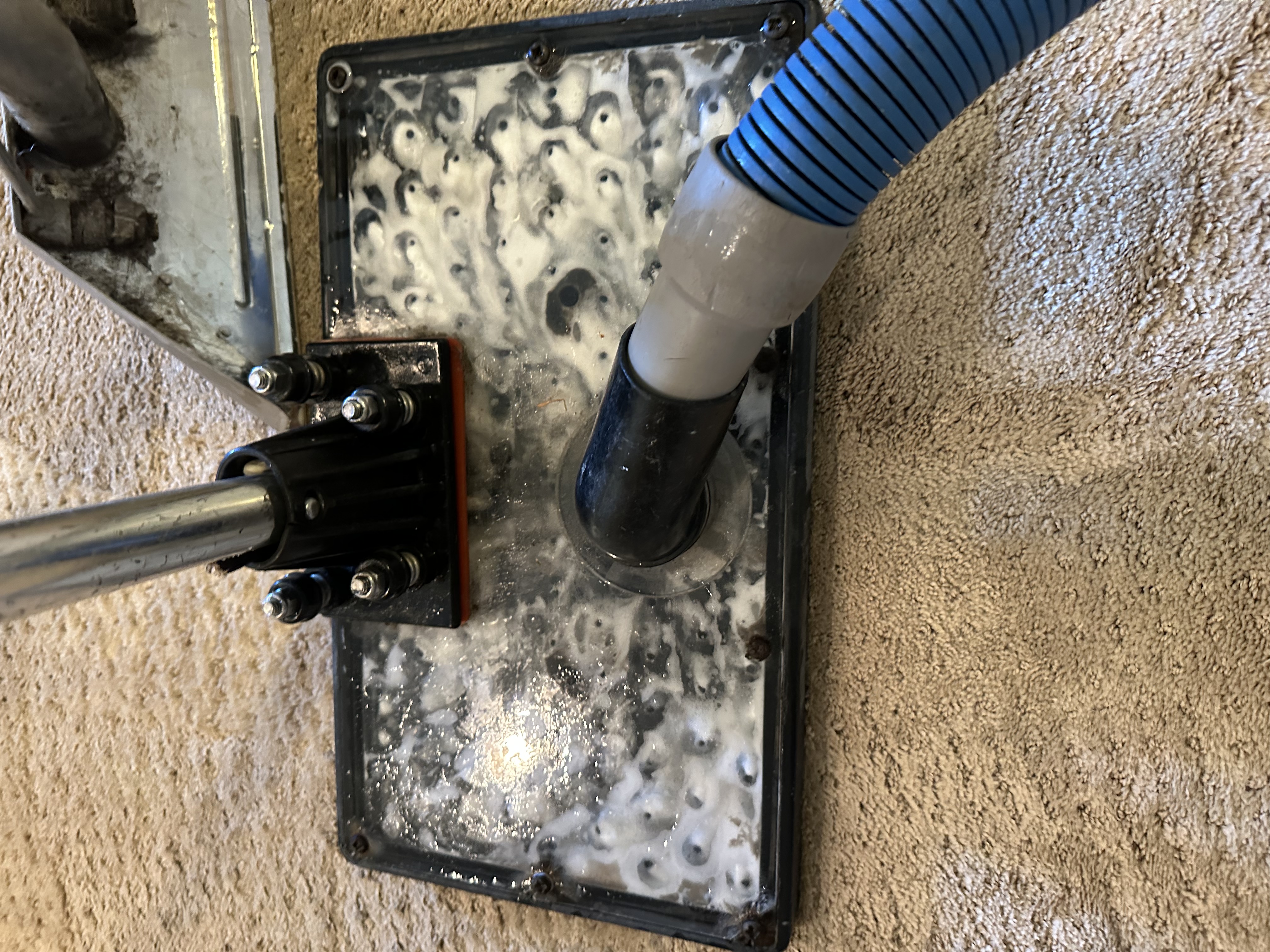 carpet cleaning laguna 